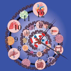 A spiral made of DNA emerges, with 12 hours indicated by images of different tissues and organs.